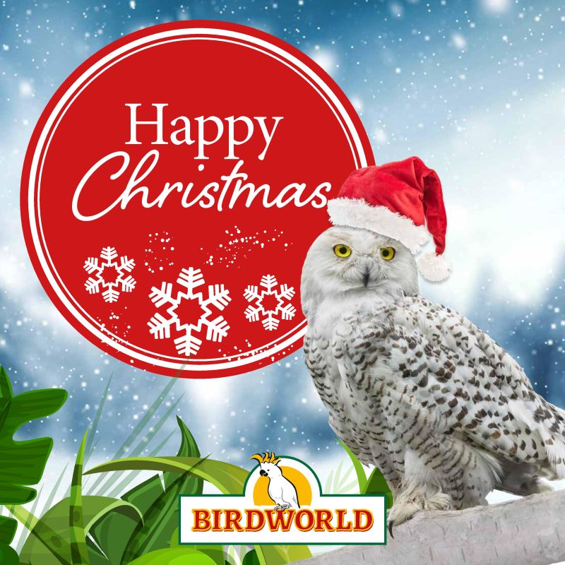 Christmas - Owl